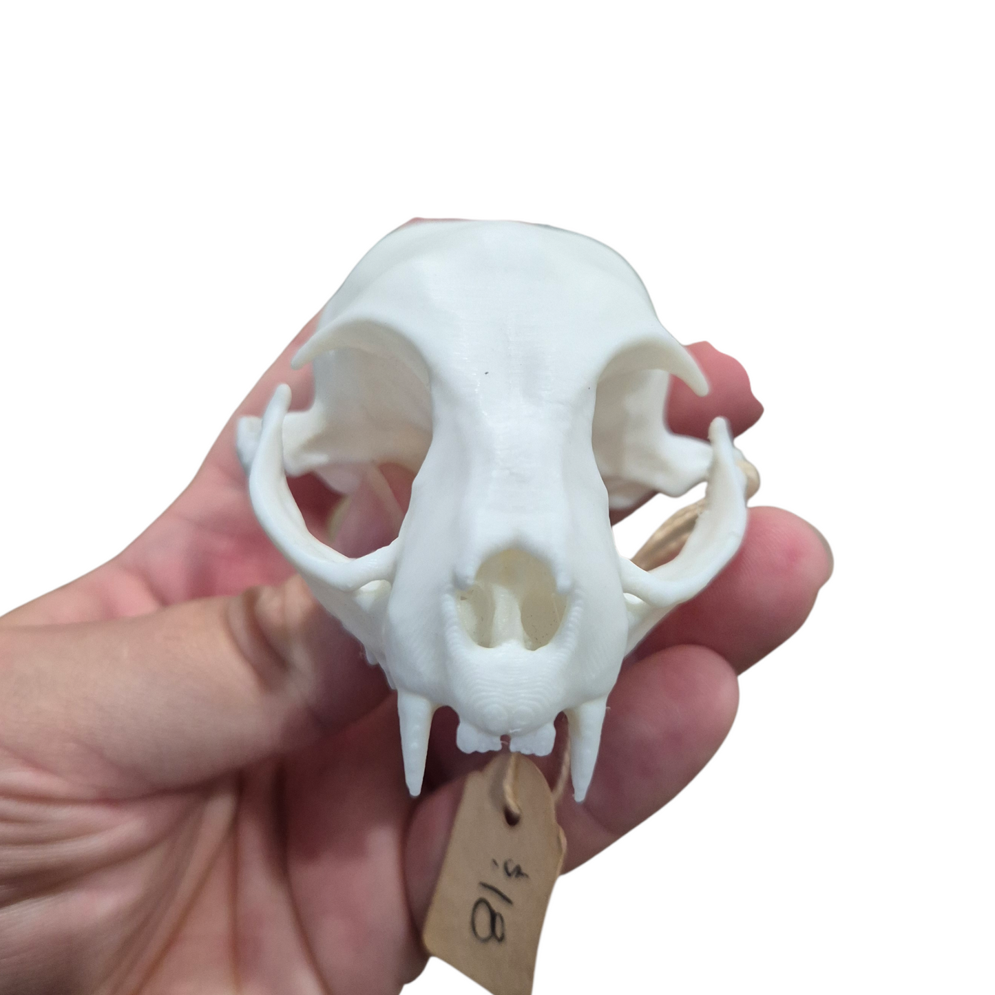 Skull - 3D Printed Cat - Large
