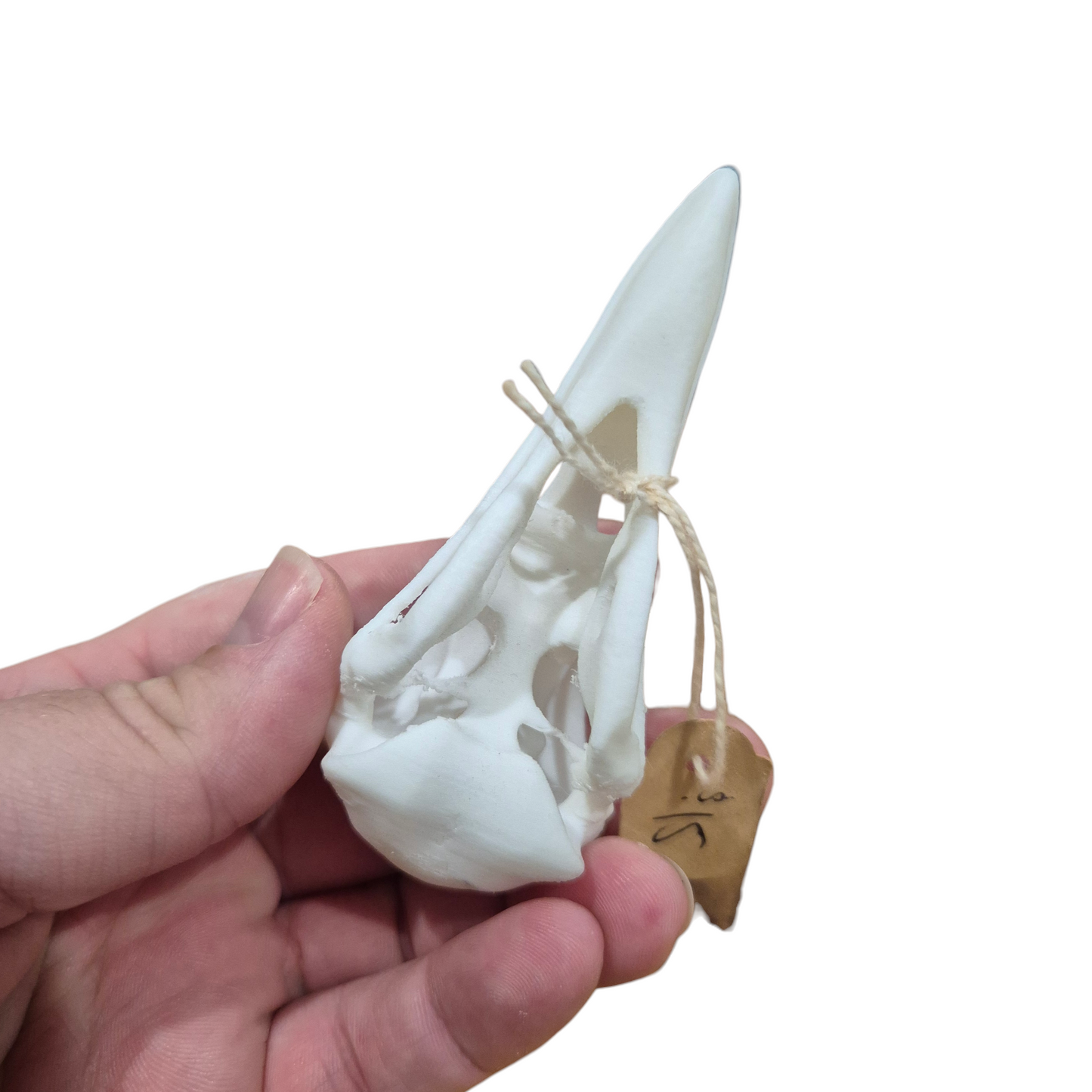 Skull - 3D Printed Raven