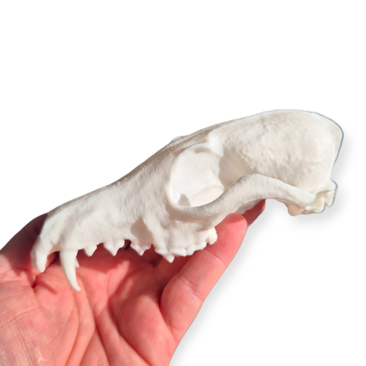 Skull - 3D Printed Fox - Lge