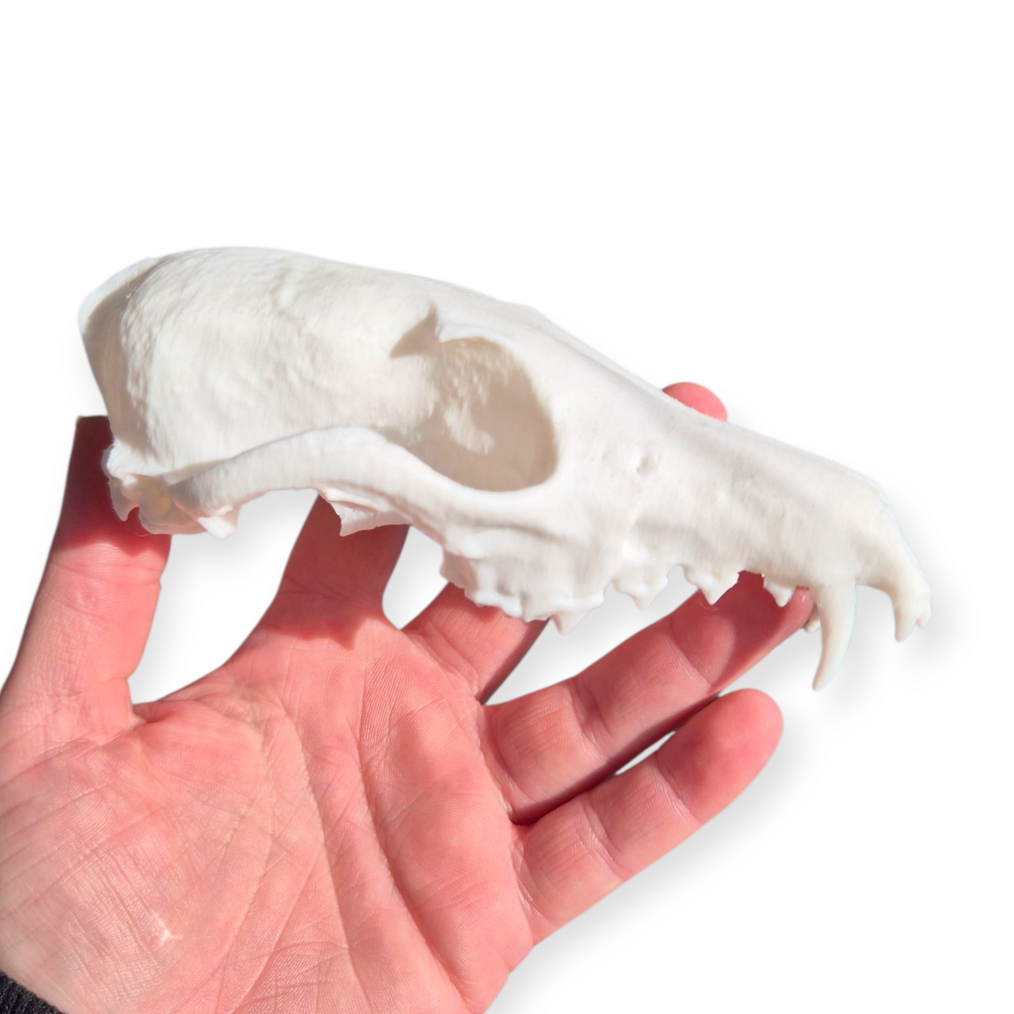 Skull - 3D Printed Fox - Lge