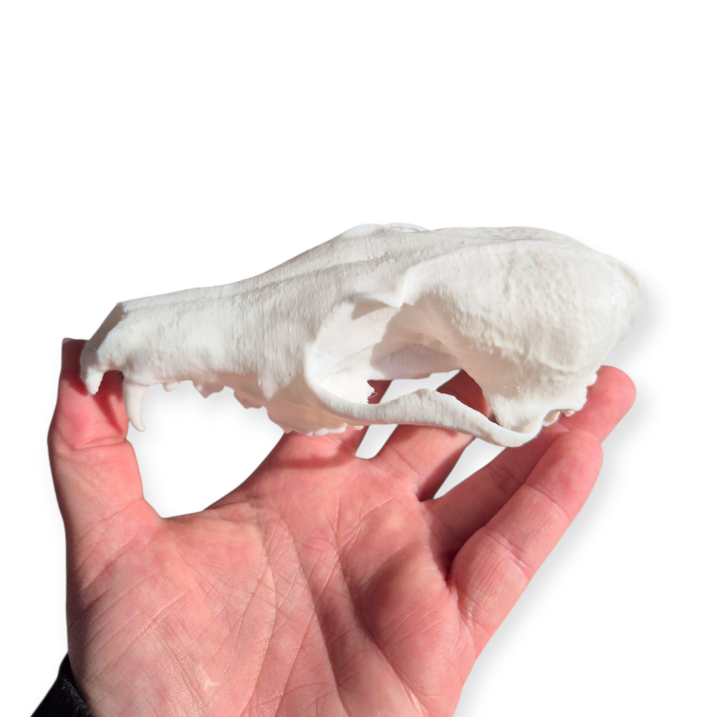 Skull - 3D Printed Fox - Lge