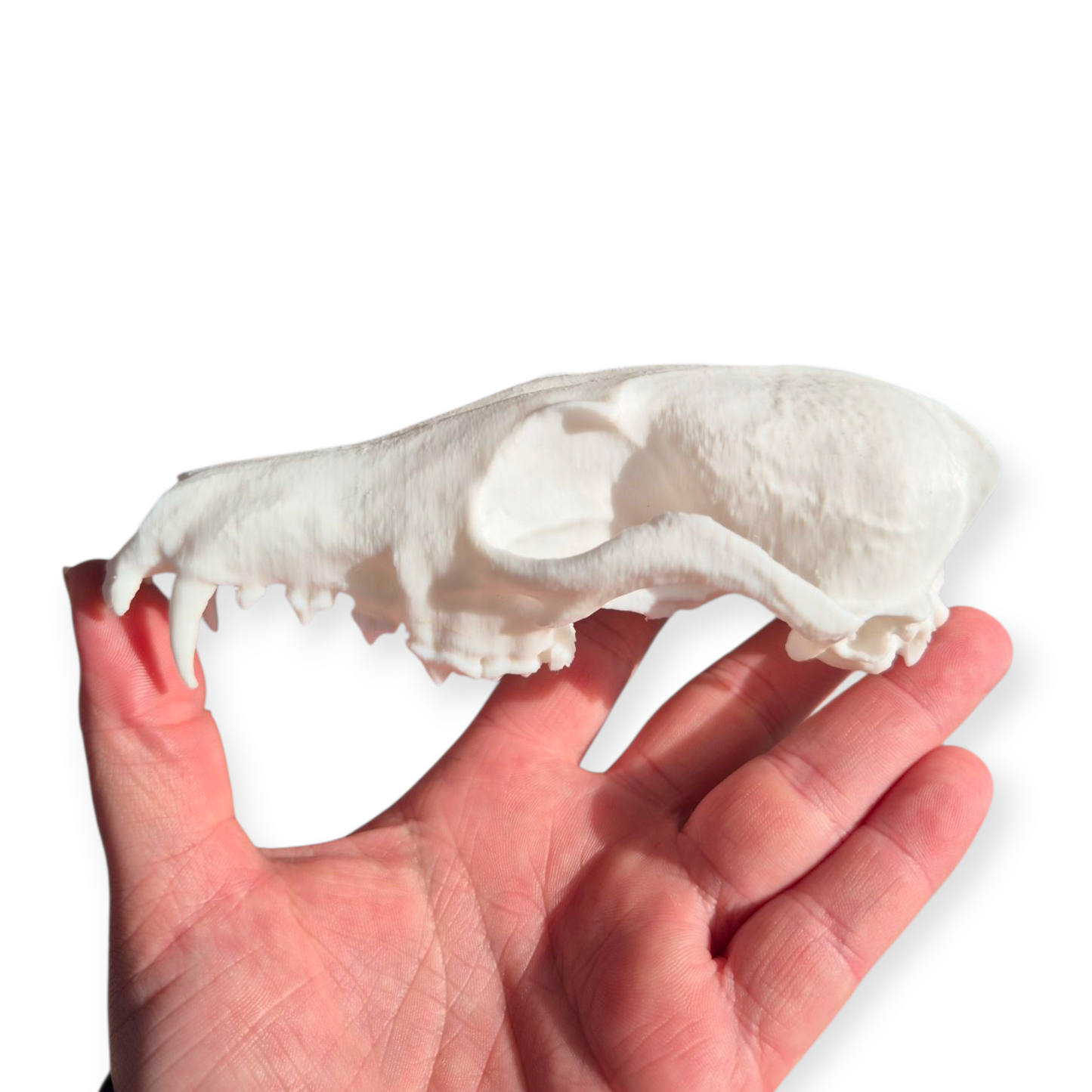 Skull - 3D Printed Fox - Lge
