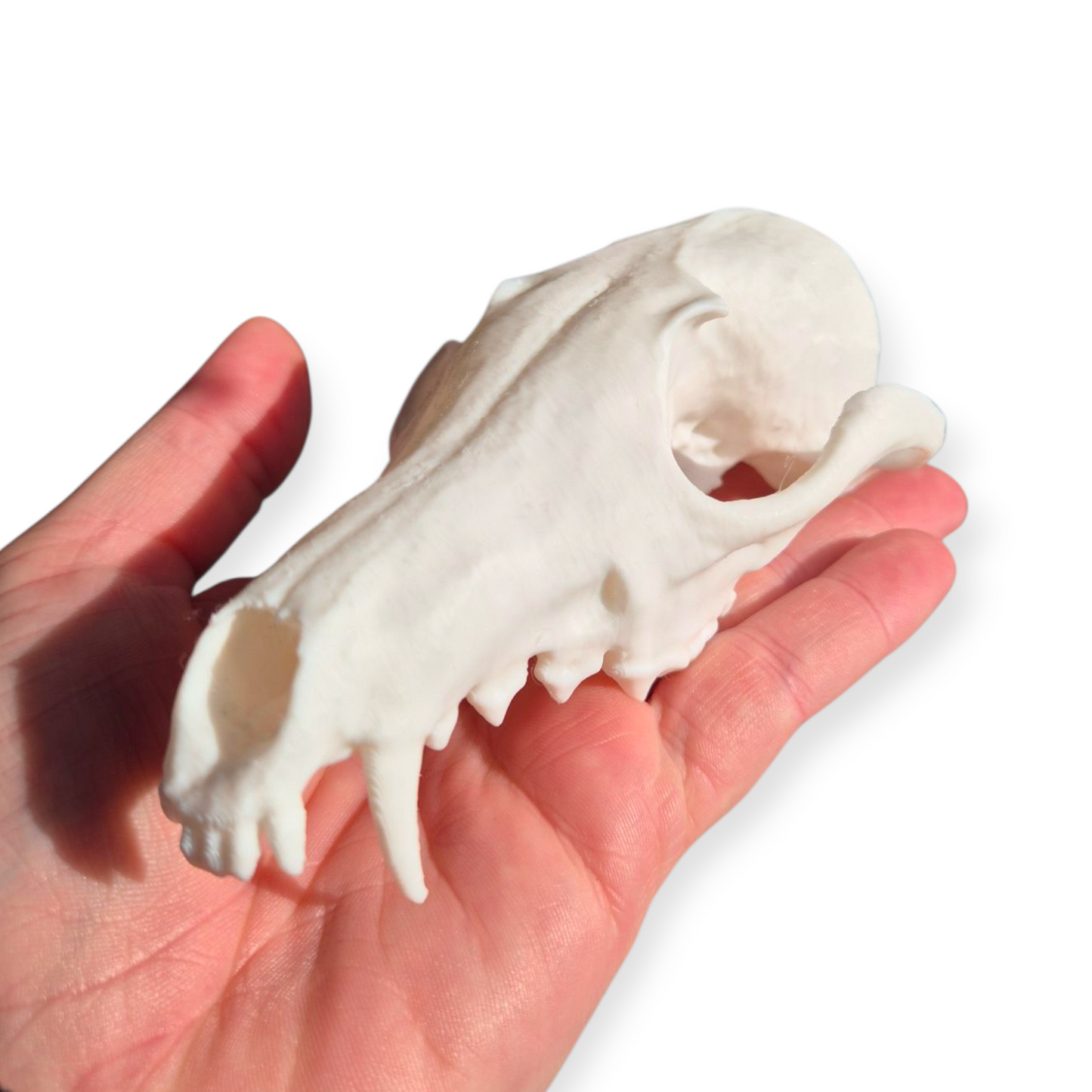 Skull - 3D Printed Fox - Lge