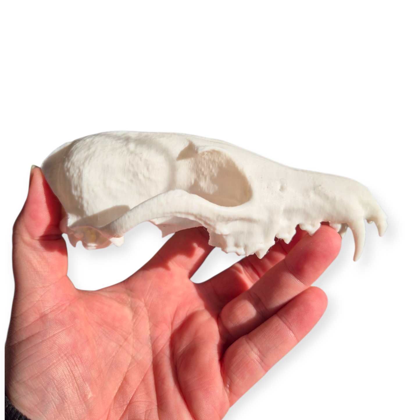 Skull - 3D Printed Fox - Lge