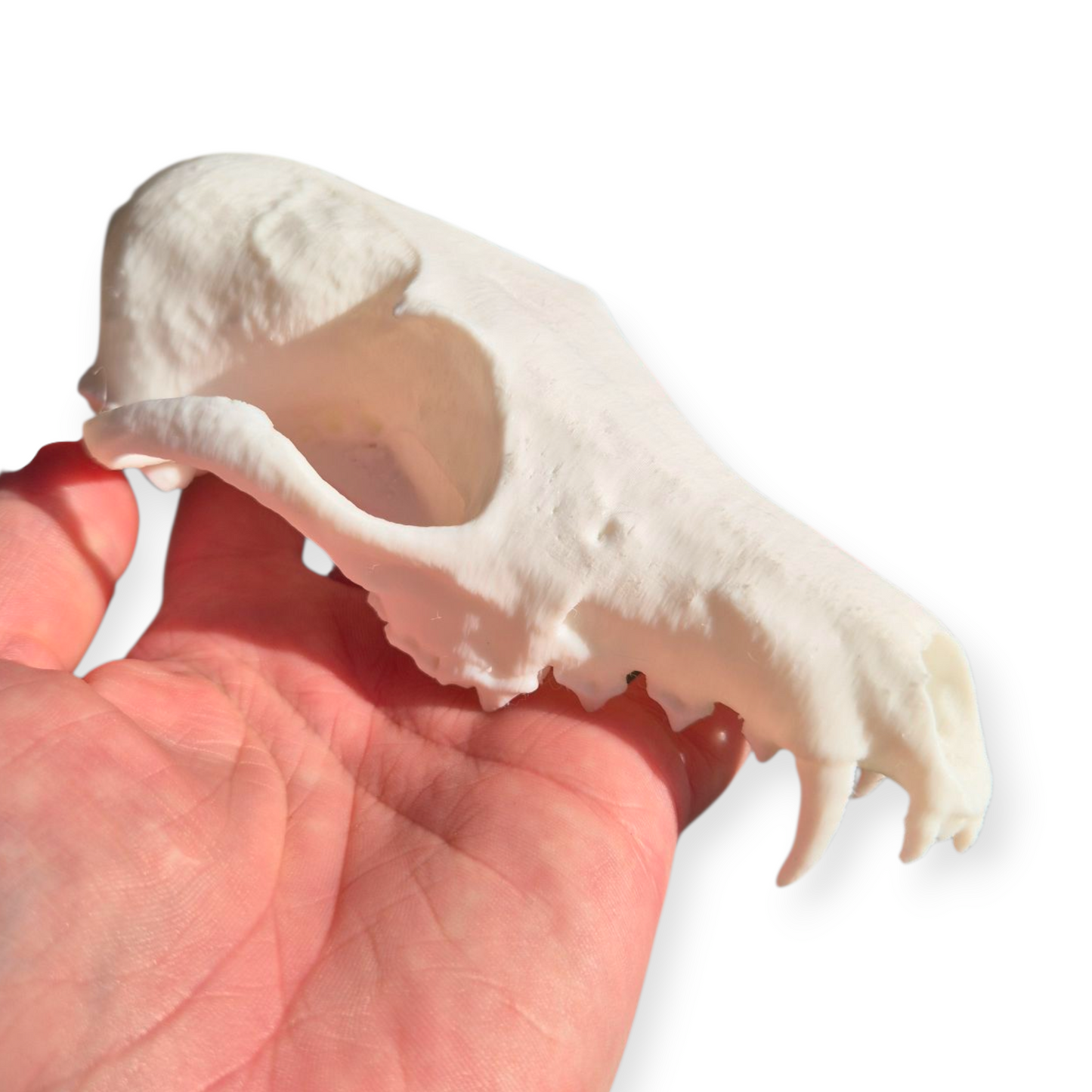 Skull - 3D Printed Fox - Lge