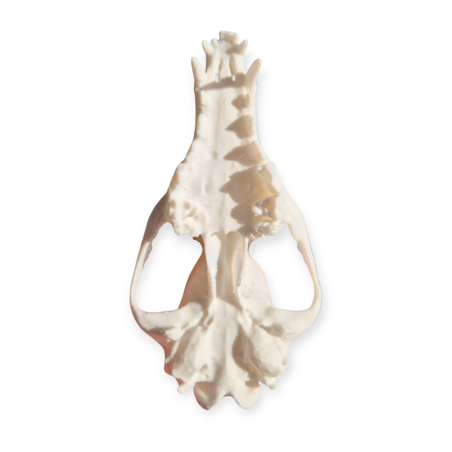Skull - 3D Printed Fox - Lge