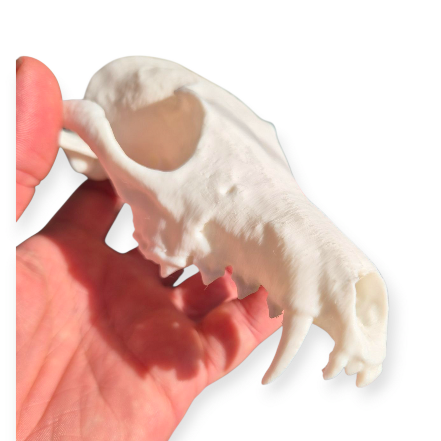Skull - 3D Printed Fox - Lge