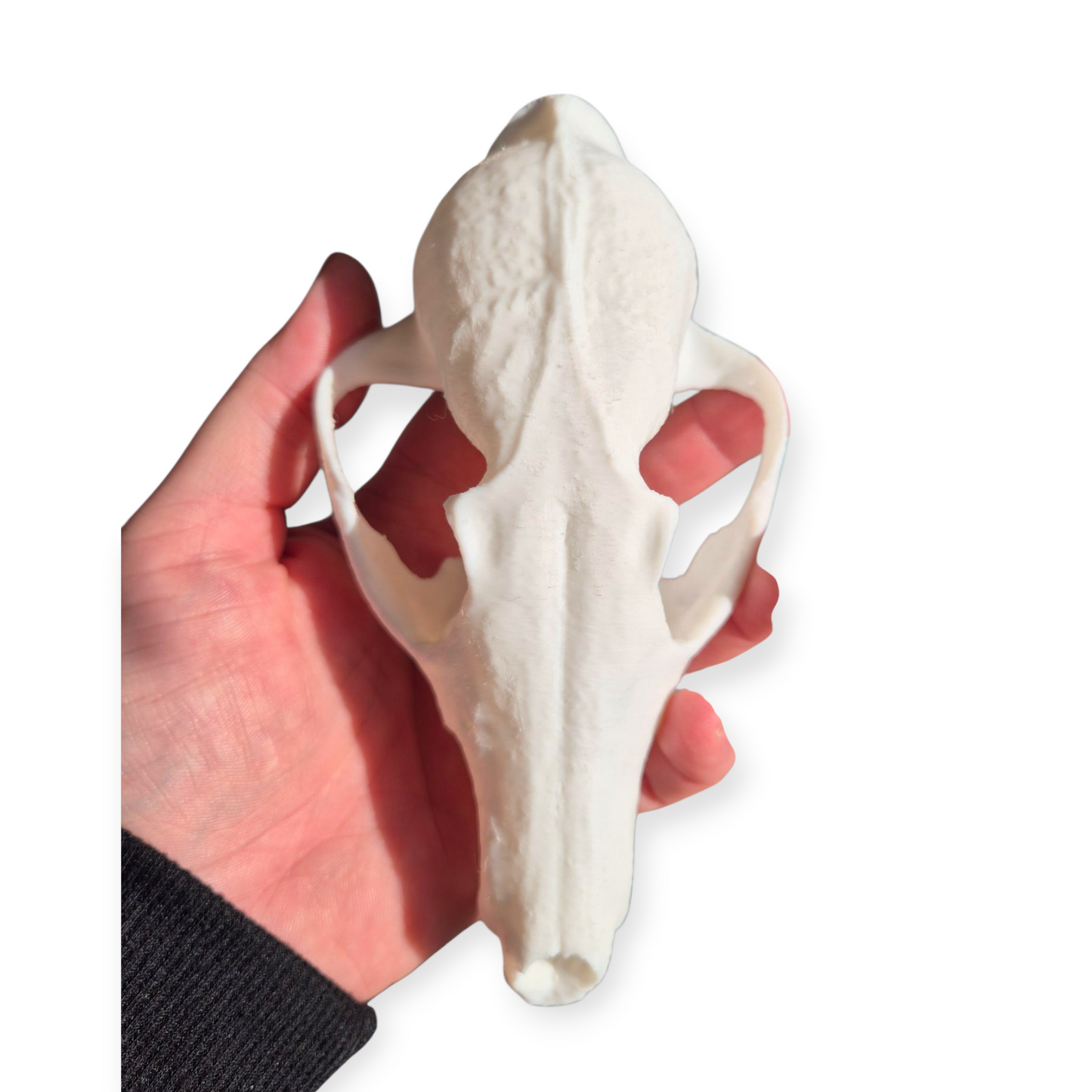 Skull - 3D Printed Fox - Lge