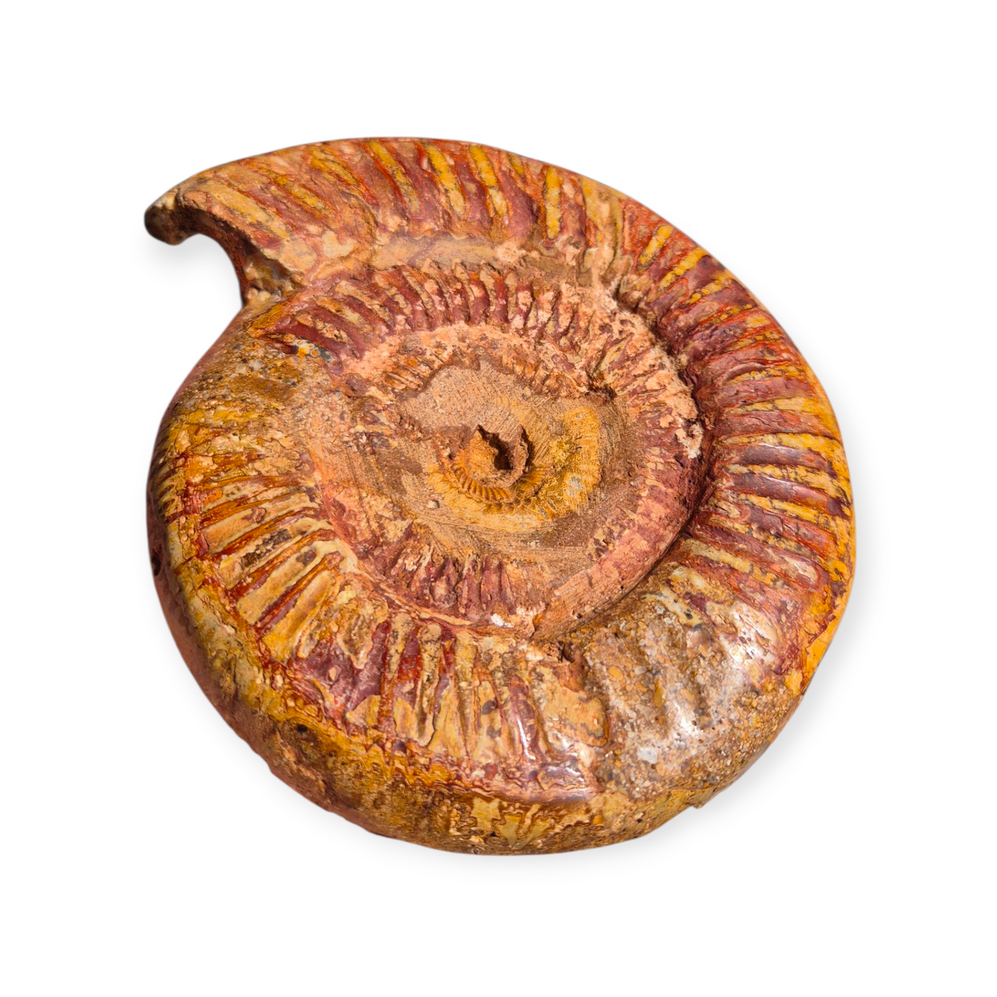 Crystals - Ammonite Fossil