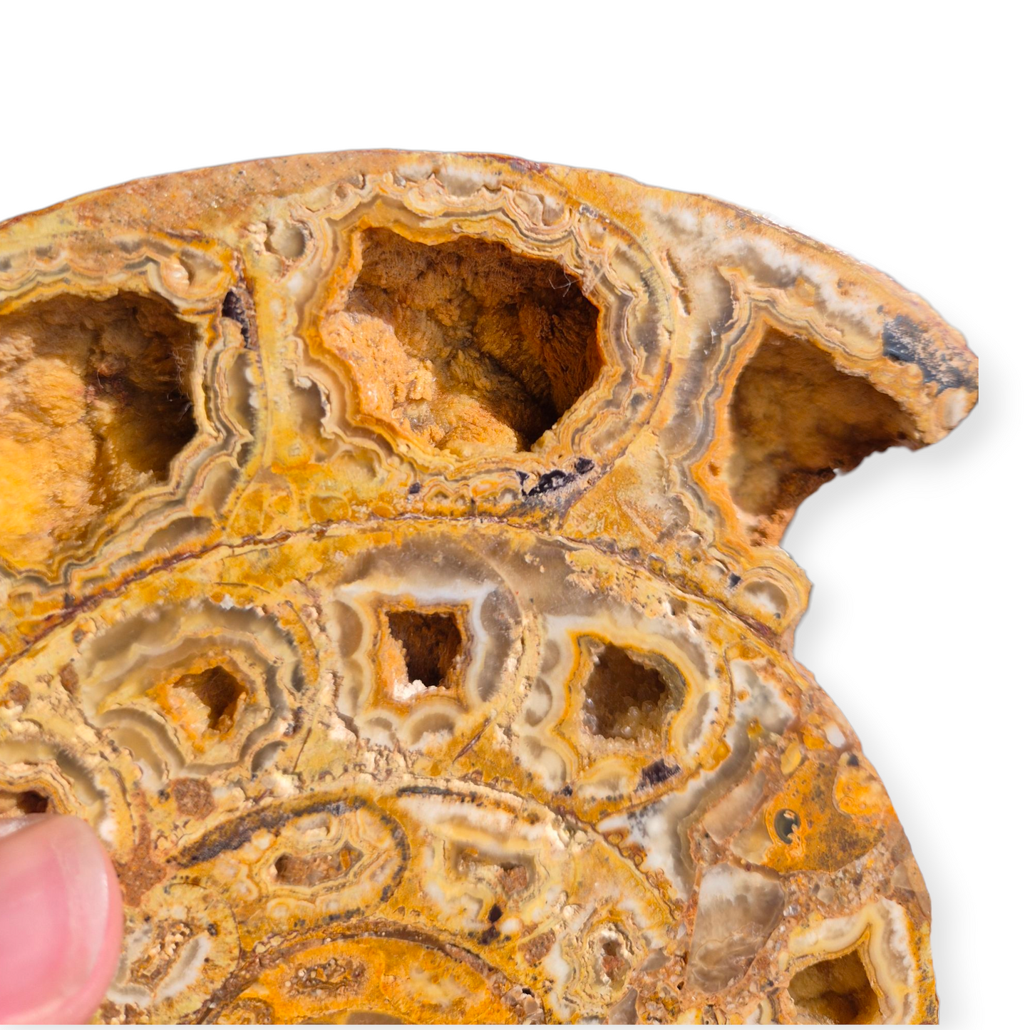 Crystals - Ammonite Fossil