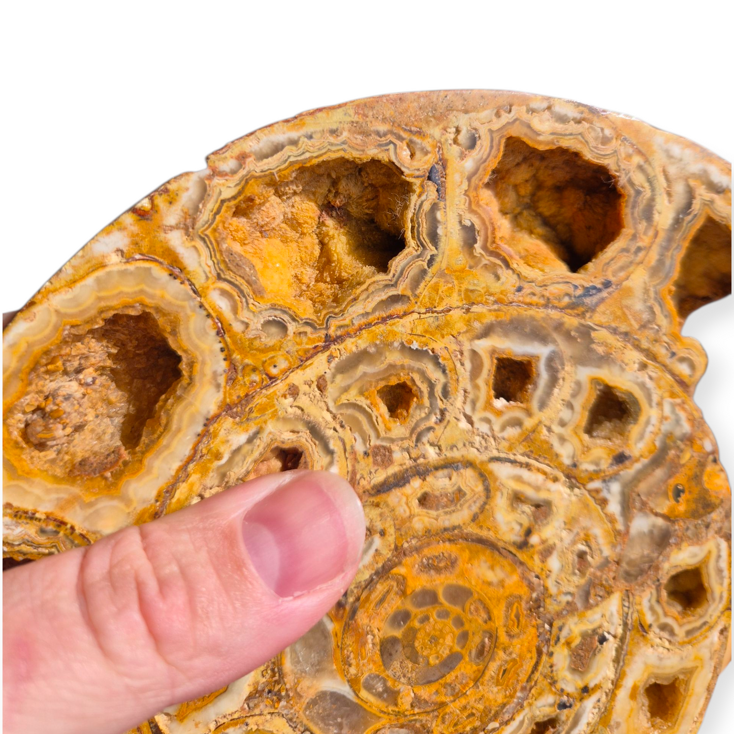 Crystals - Ammonite Fossil