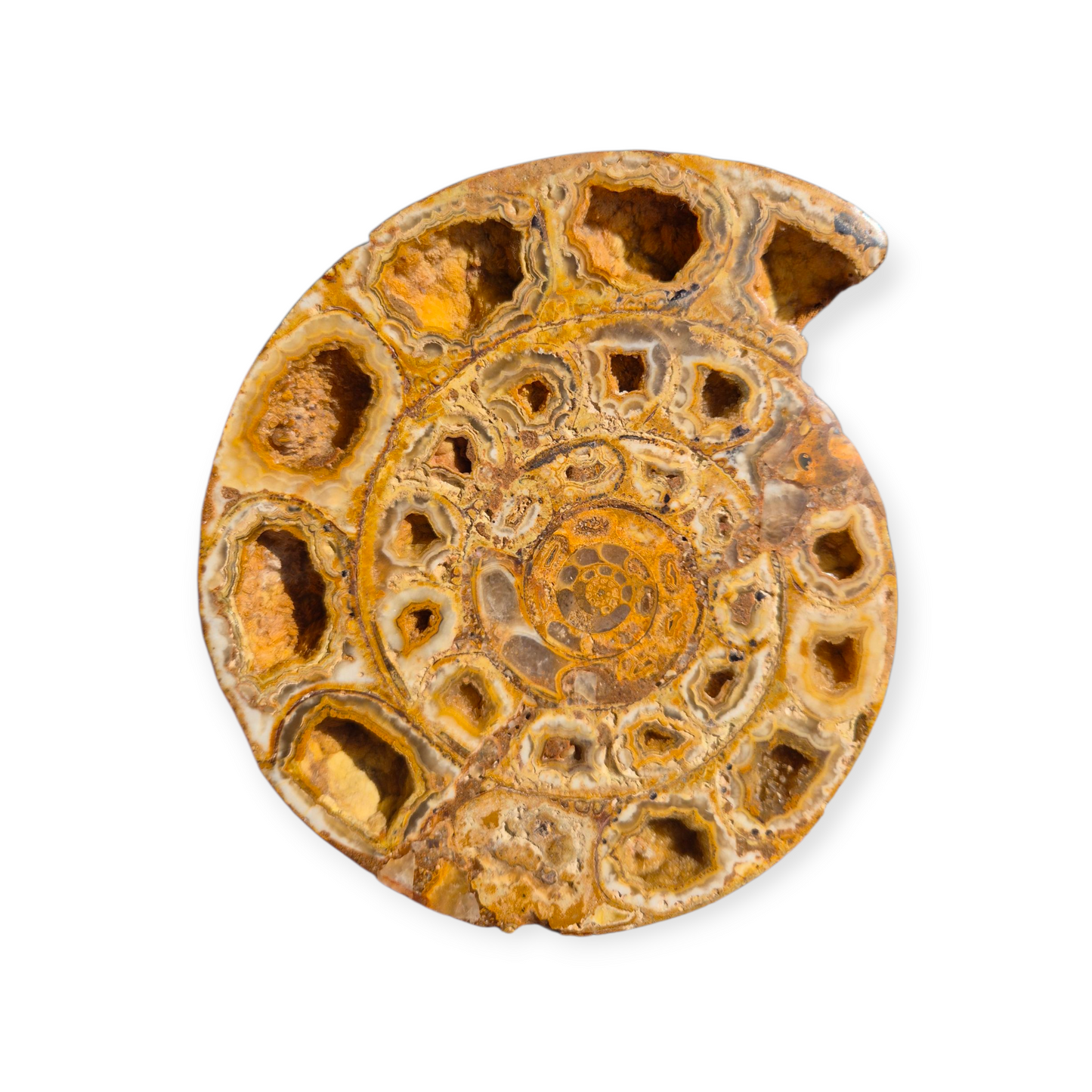 Crystals - Ammonite Fossil