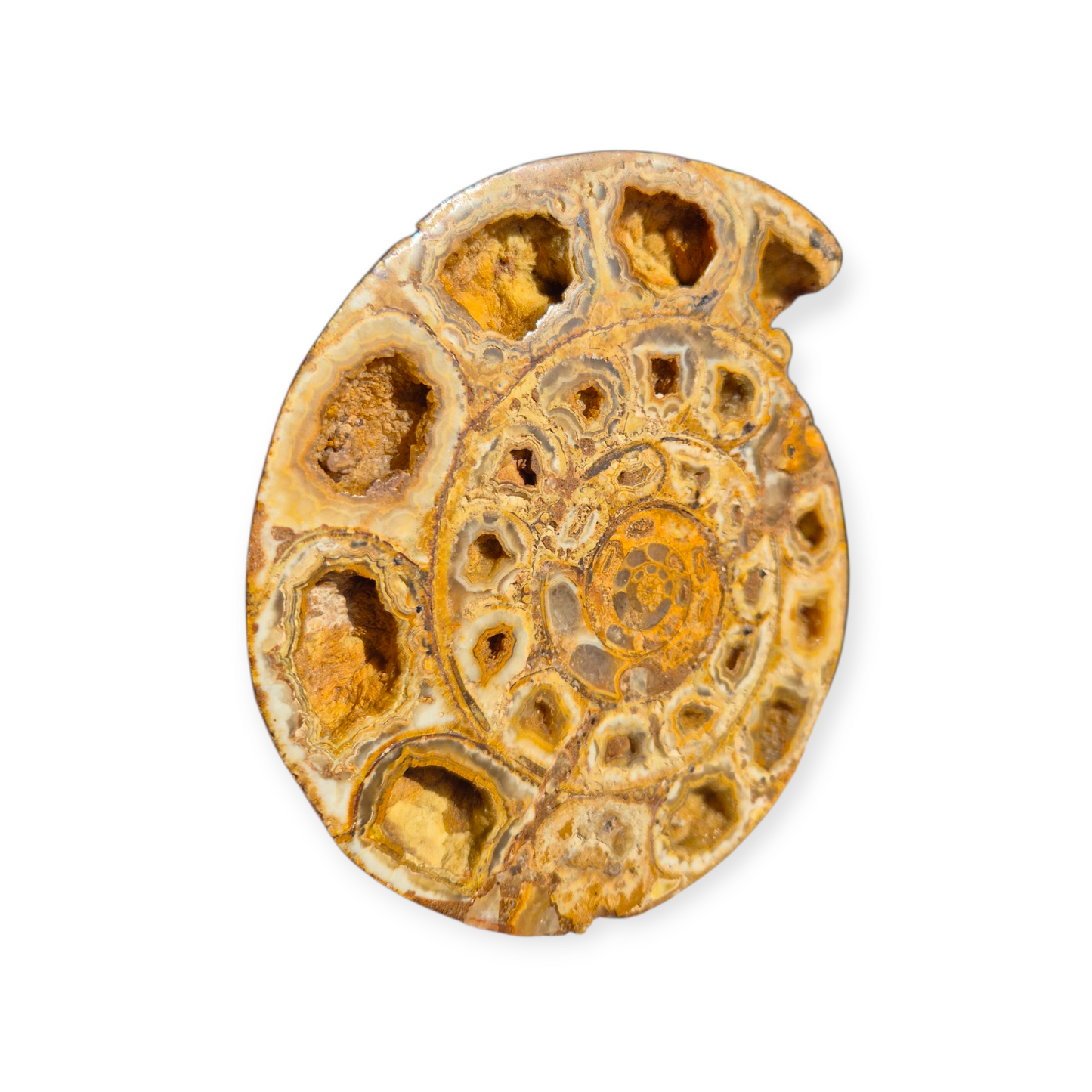 Crystals - Ammonite Fossil