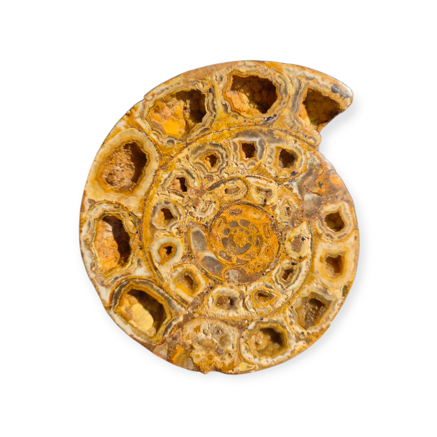 Crystals - Ammonite Fossil