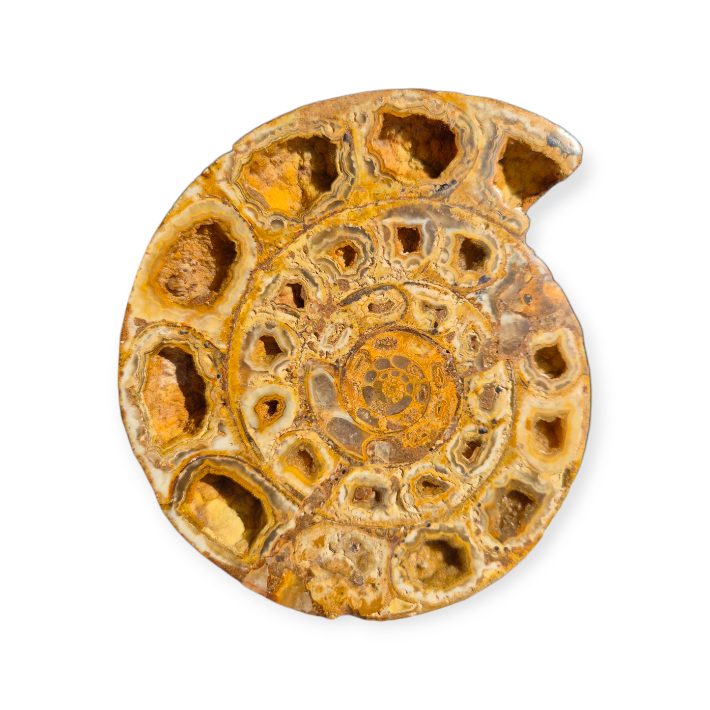 Crystals - Ammonite Fossil