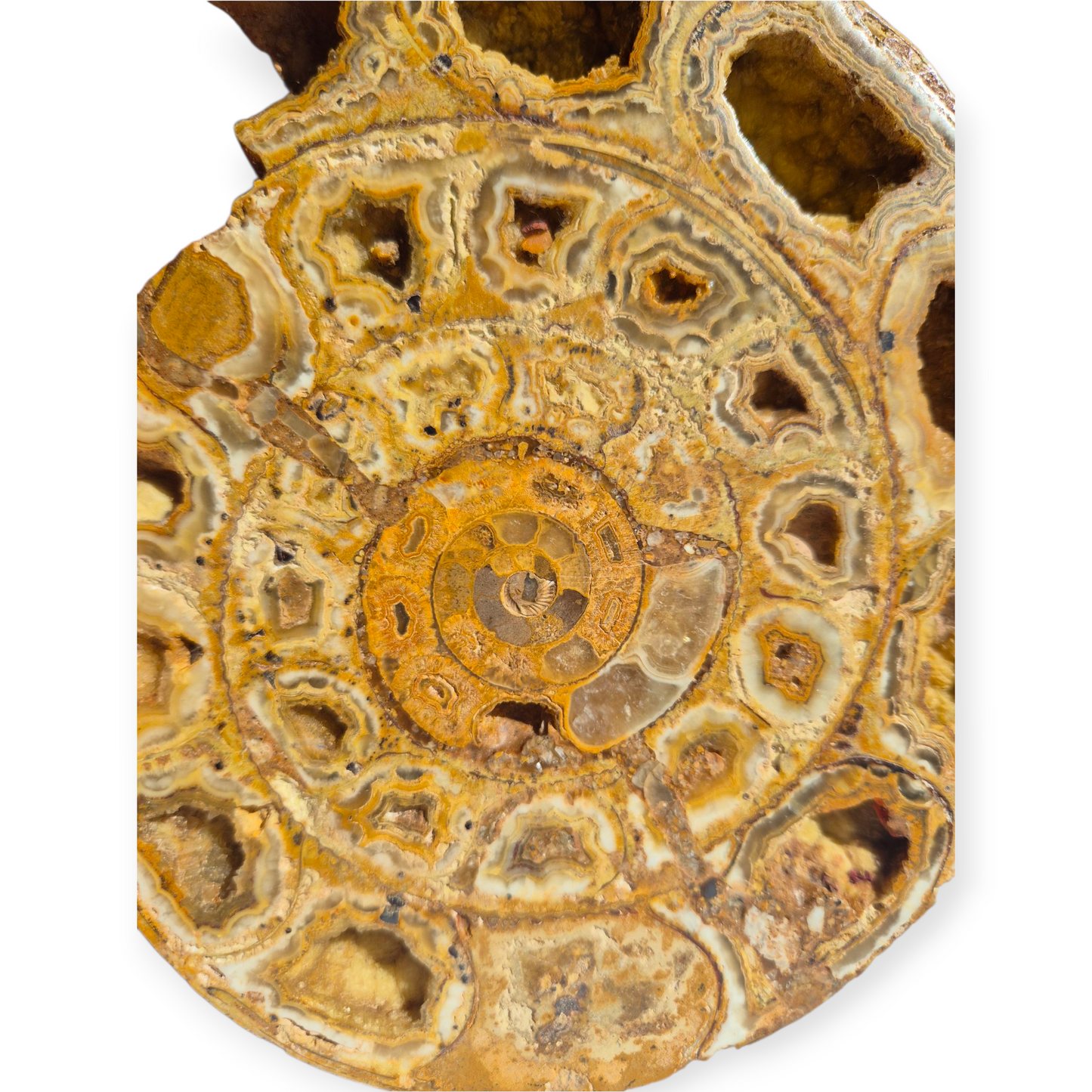 Crystals - Ammonite Fossil