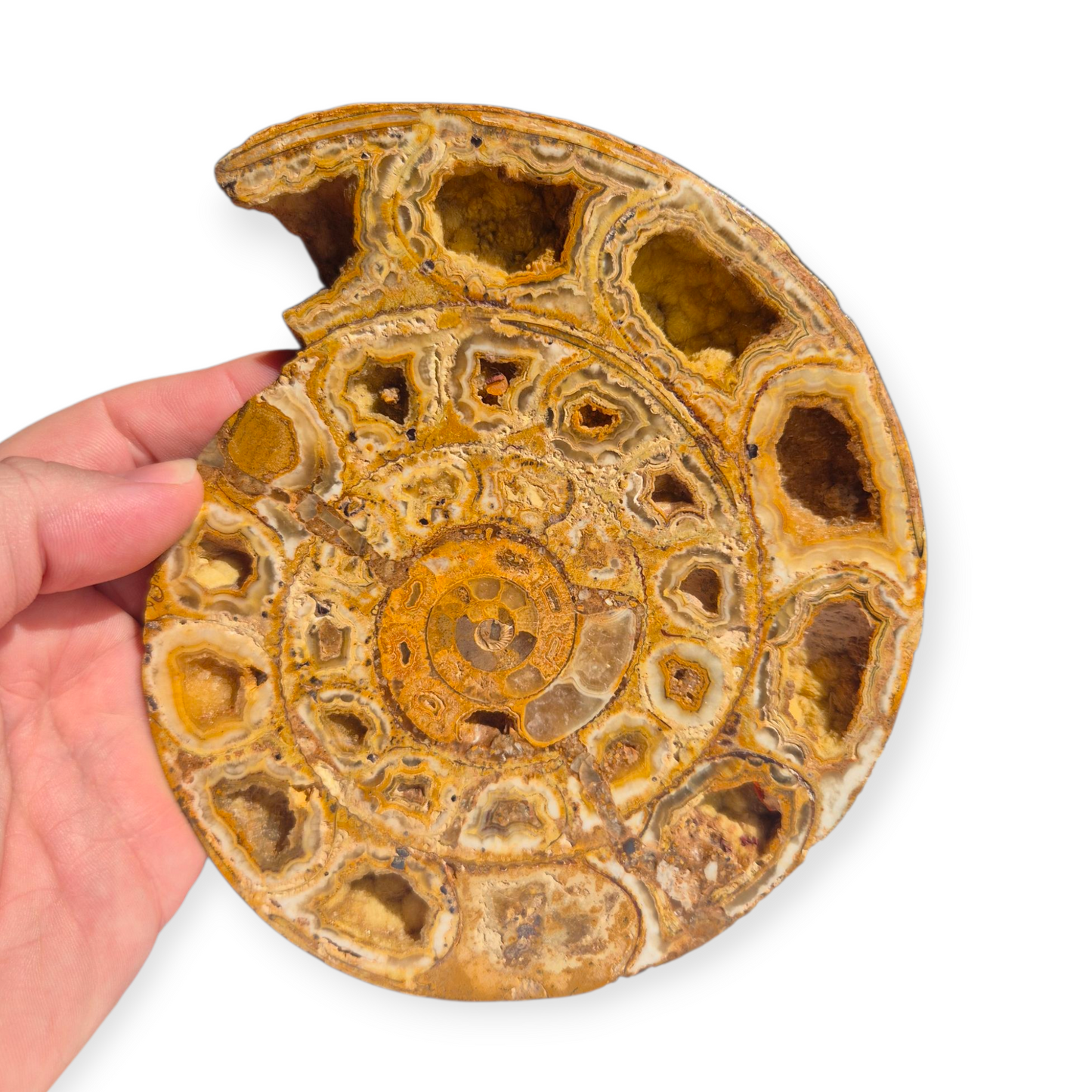 Crystals - Ammonite Fossil
