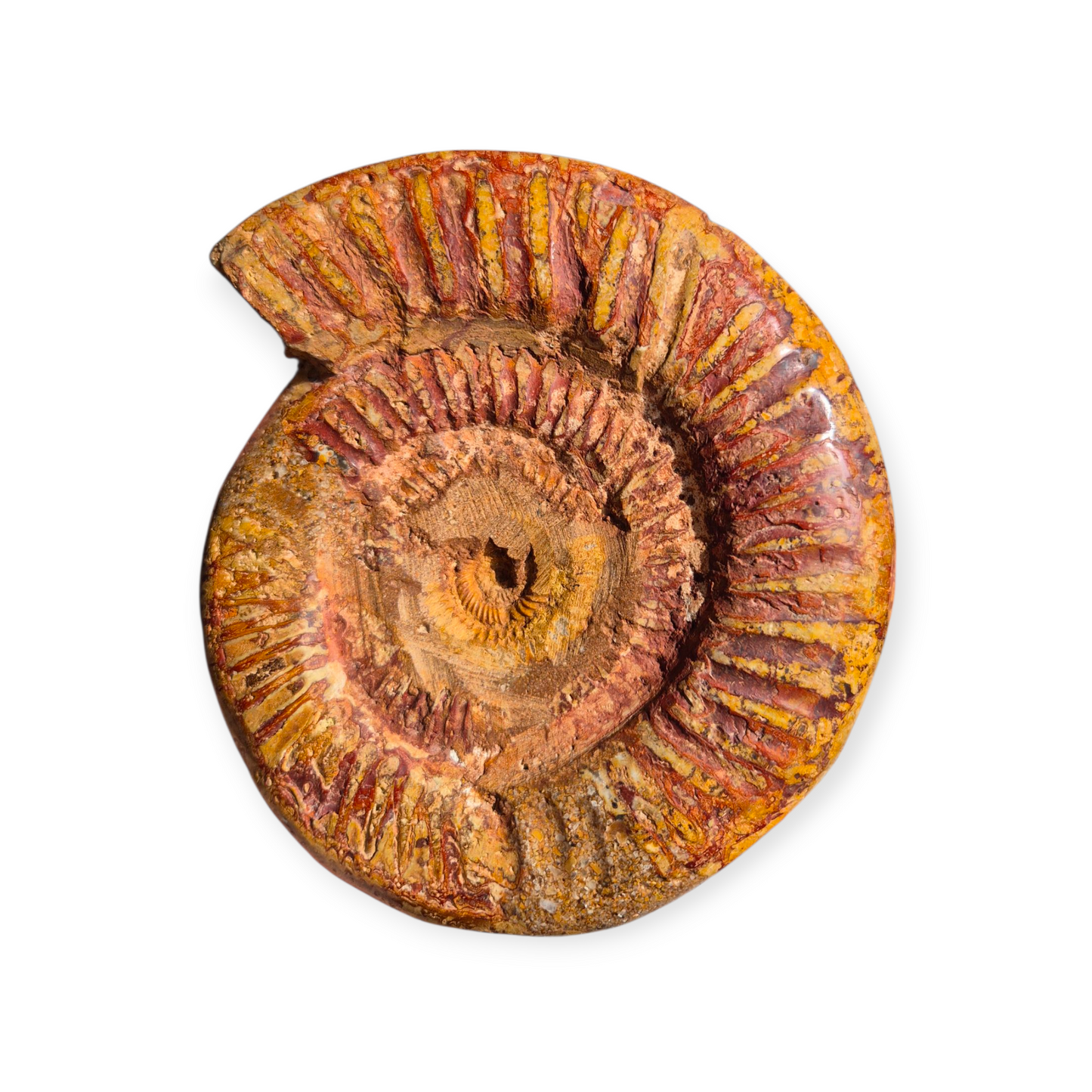 Crystals - Ammonite Fossil