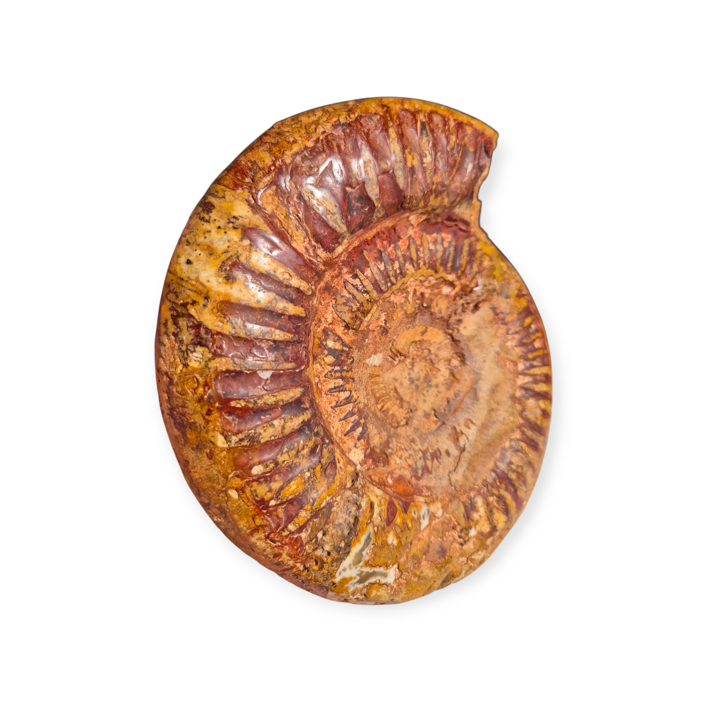 Crystals - Ammonite Fossil