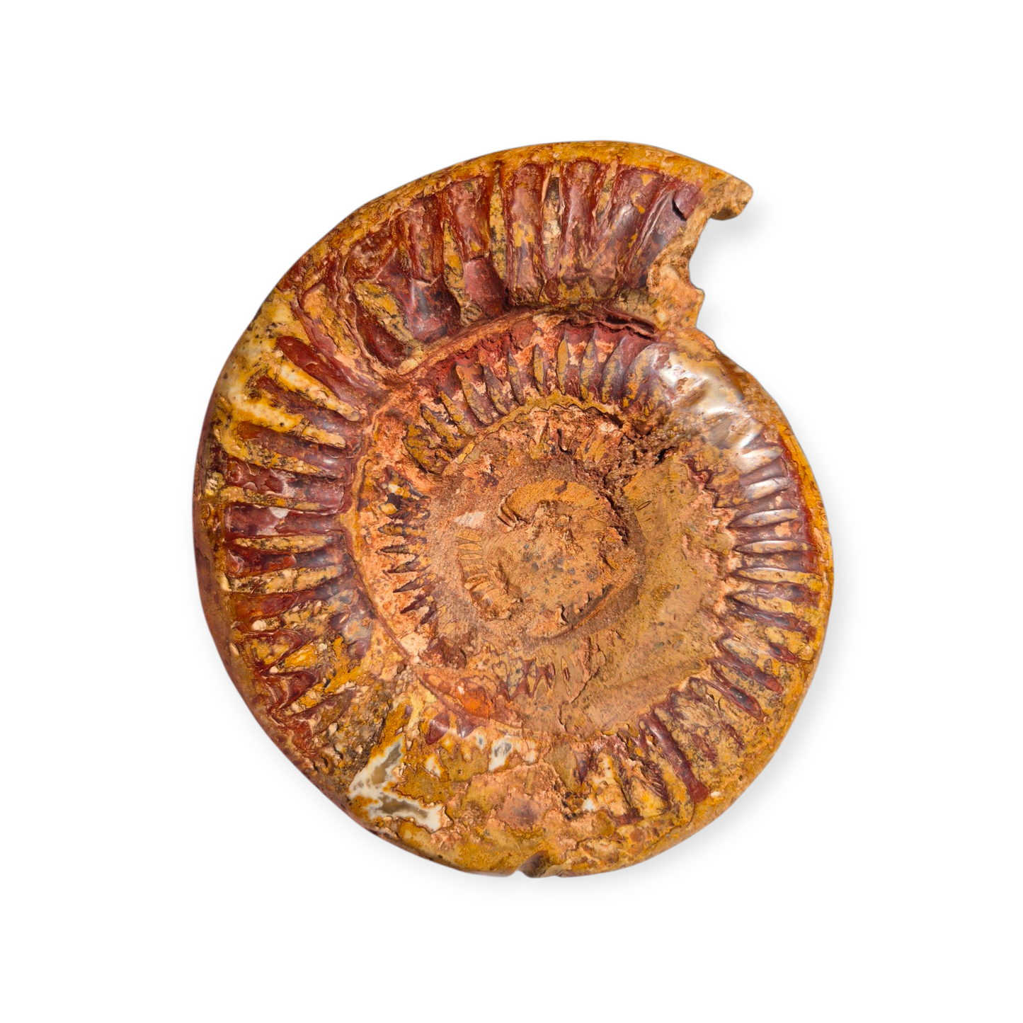 Crystals - Ammonite Fossil