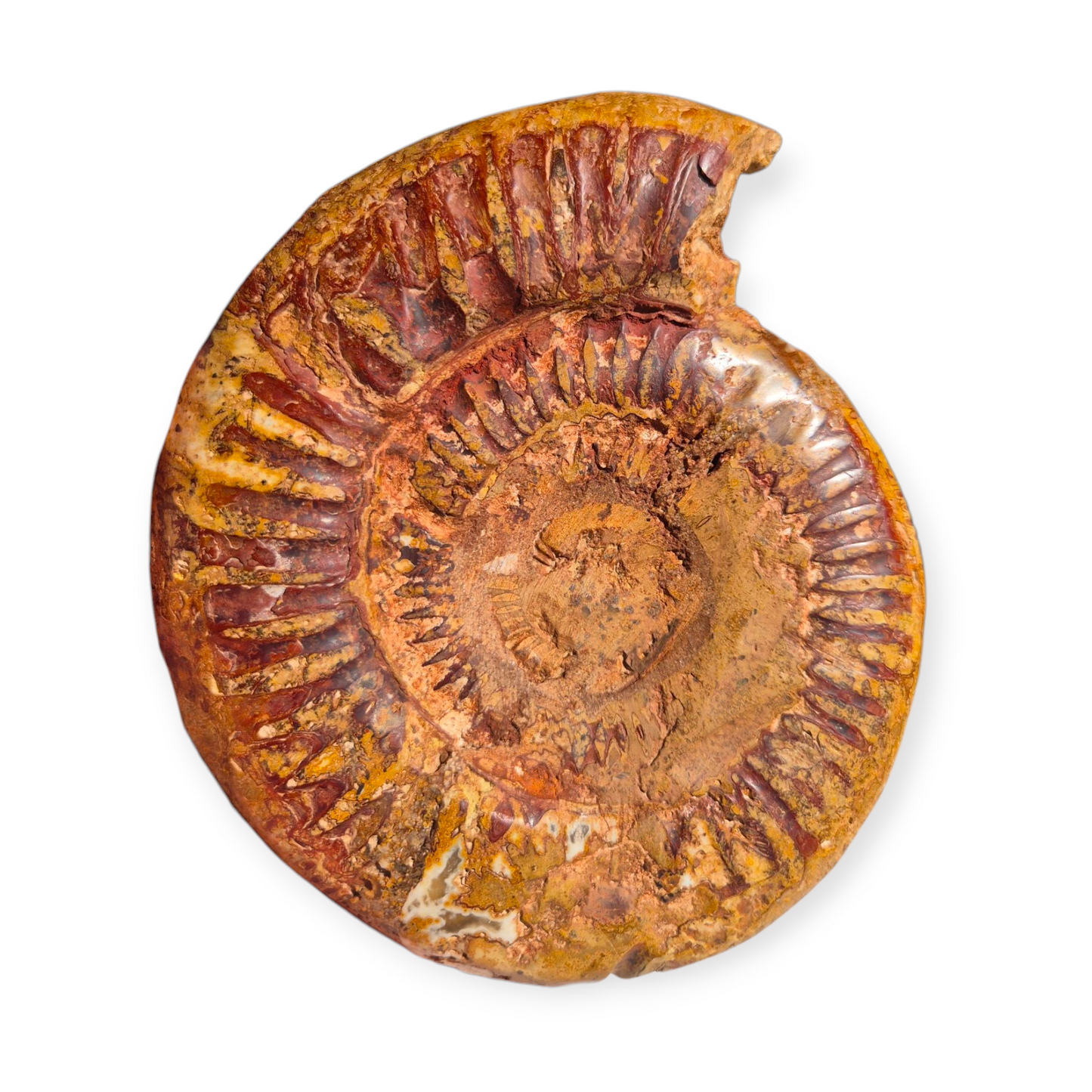 Crystals - Ammonite Fossil