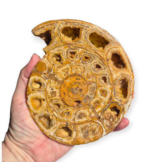 Crystals - Ammonite Fossil