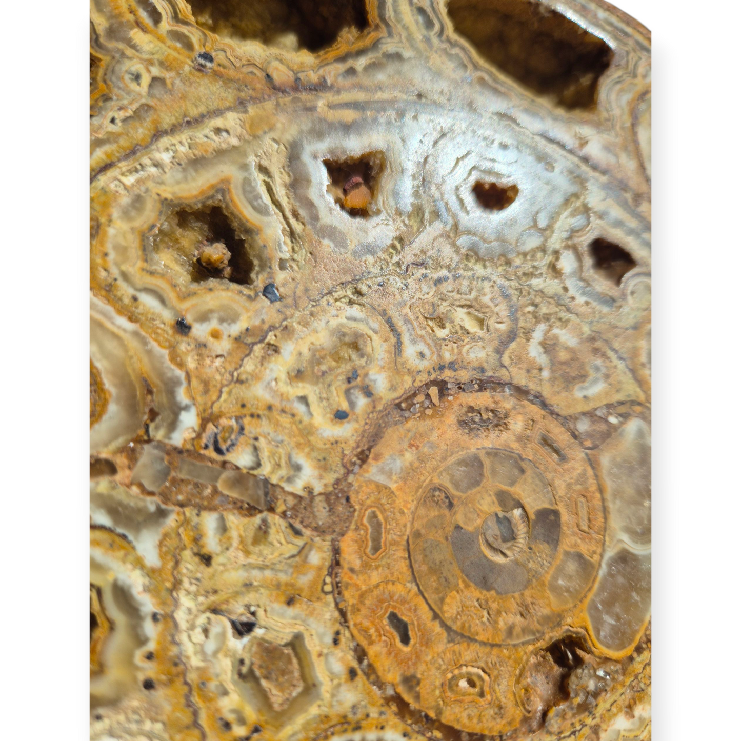 Crystals - Ammonite Fossil