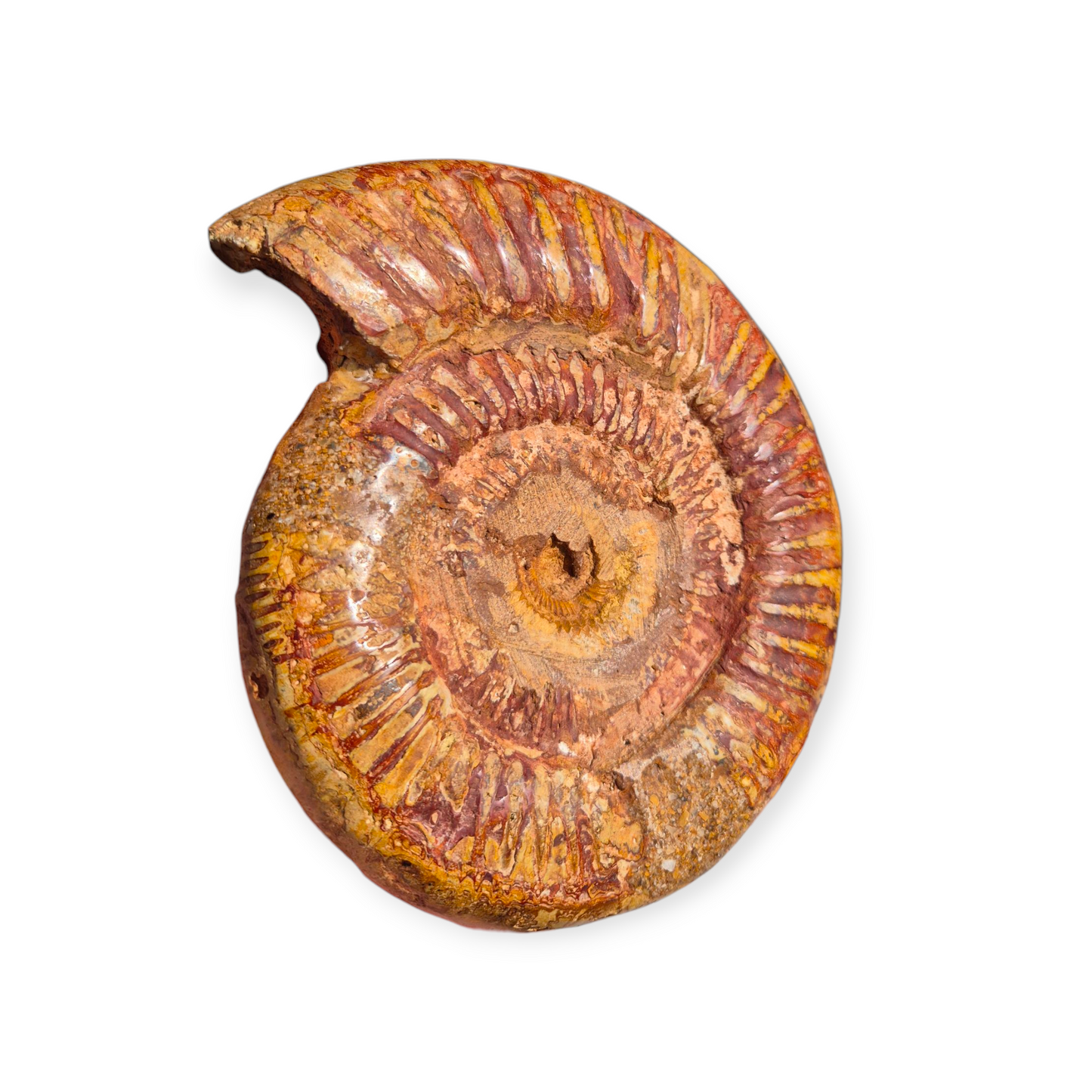 Crystals - Ammonite Fossil