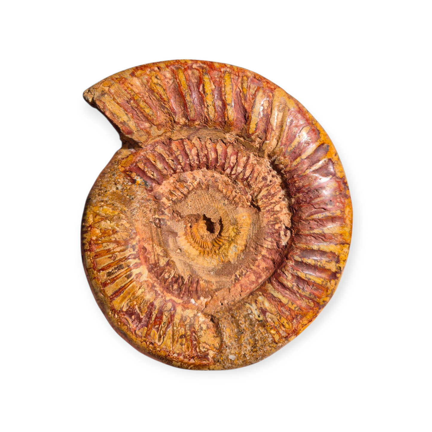 Crystals - Ammonite Fossil