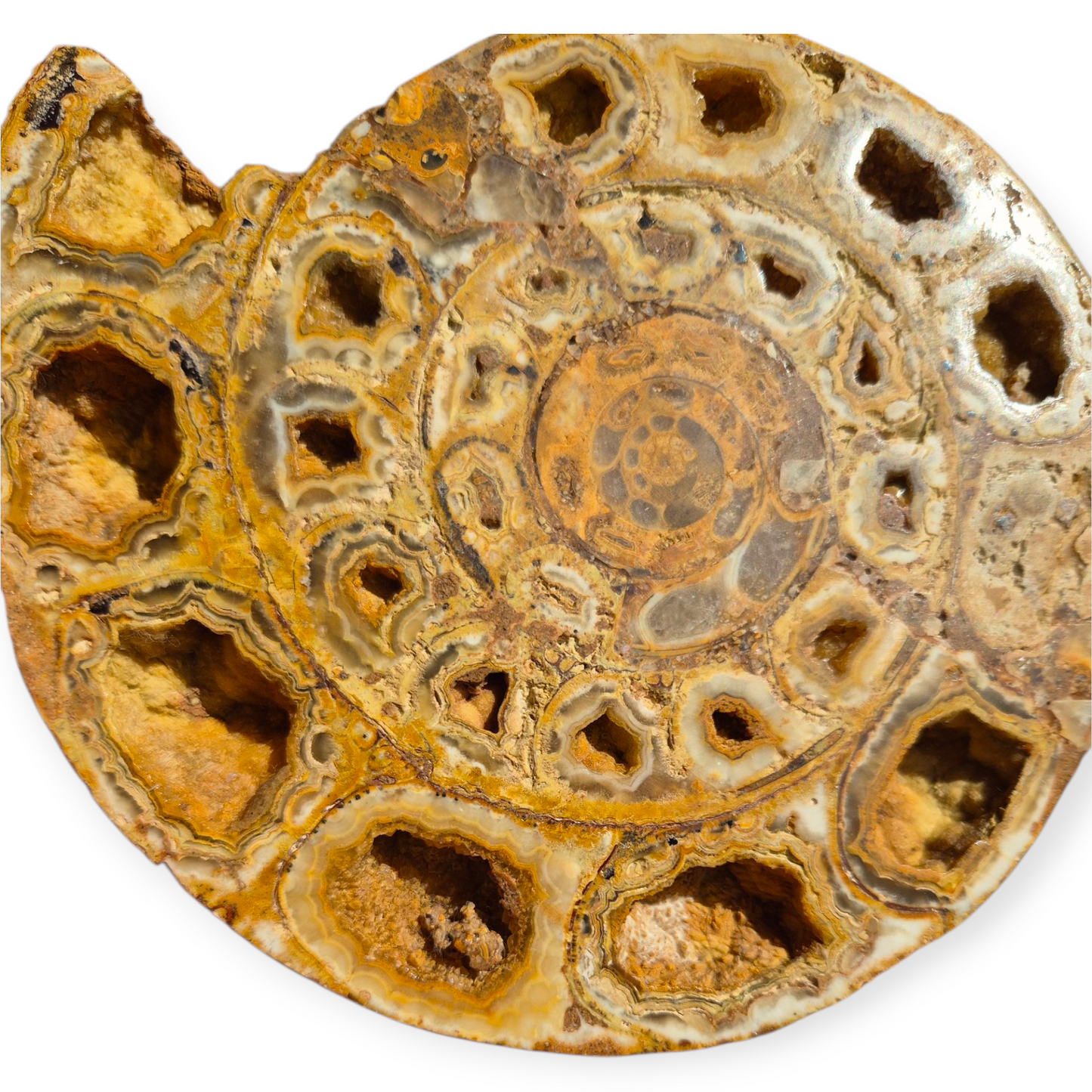 Crystals - Ammonite Fossil