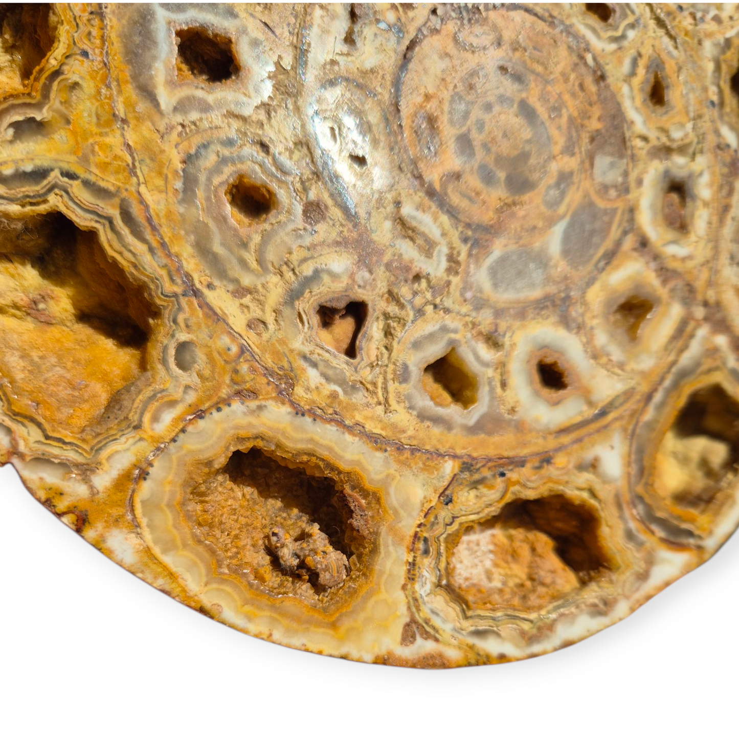 Crystals - Ammonite Fossil