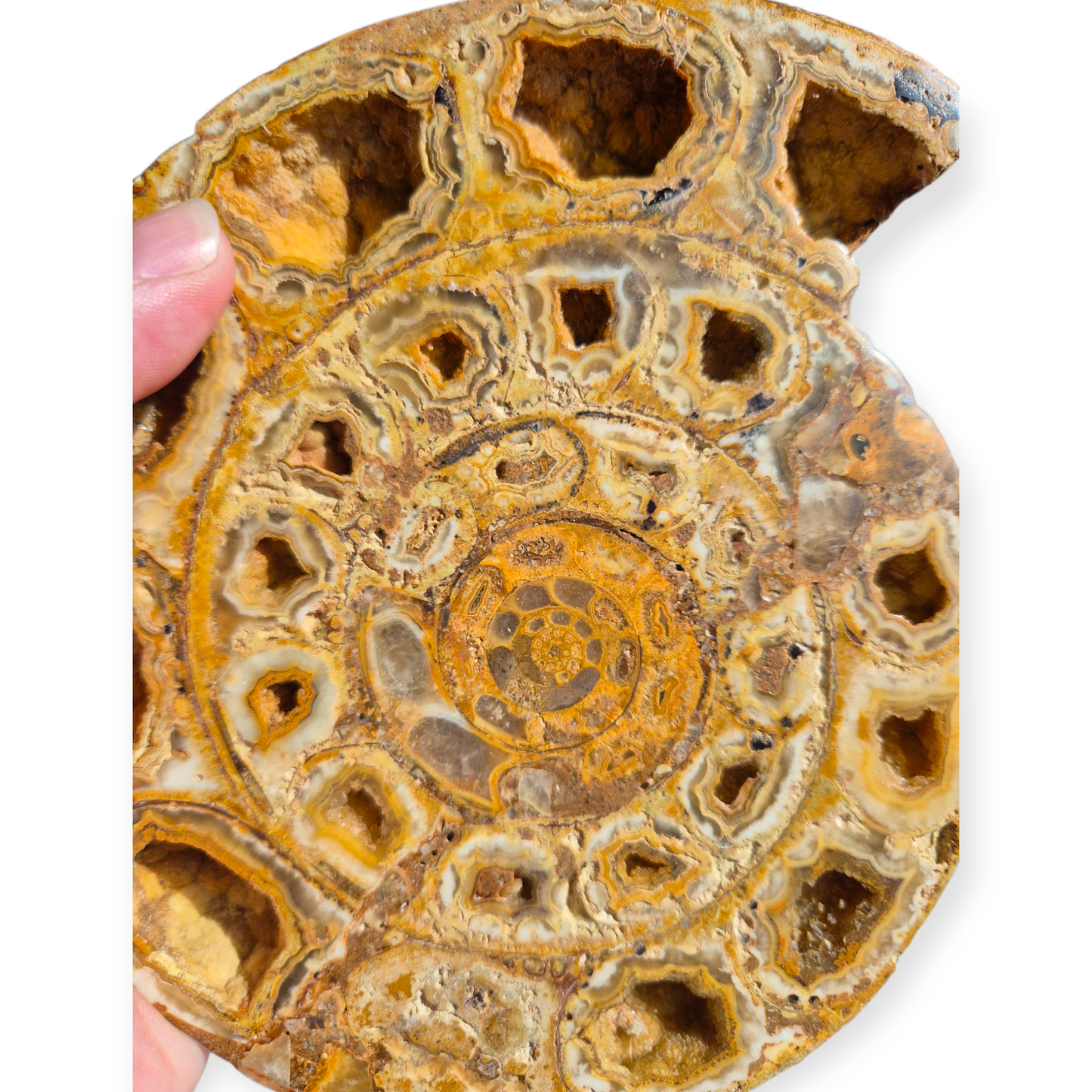 Crystals - Ammonite Fossil