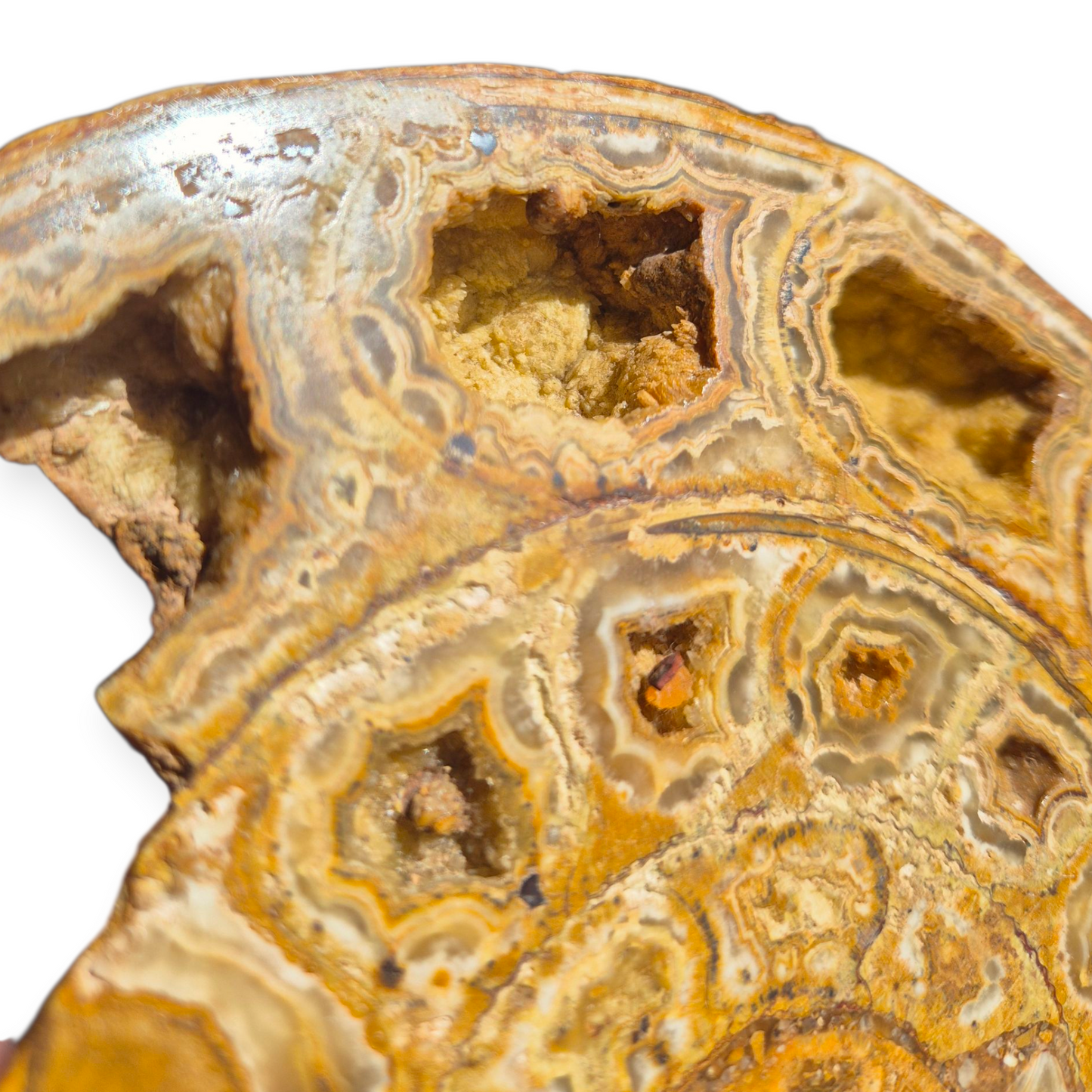 Crystals - Ammonite Fossil