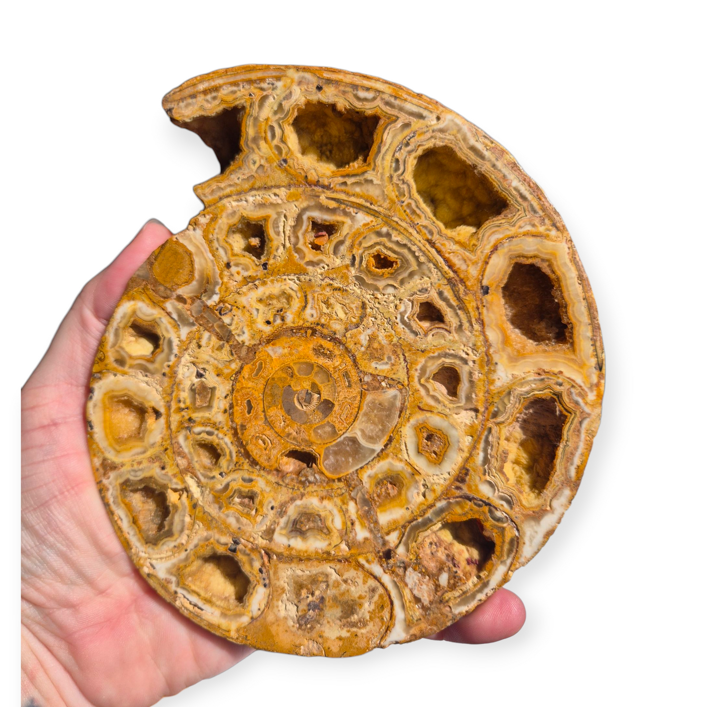 Crystals - Ammonite Fossil