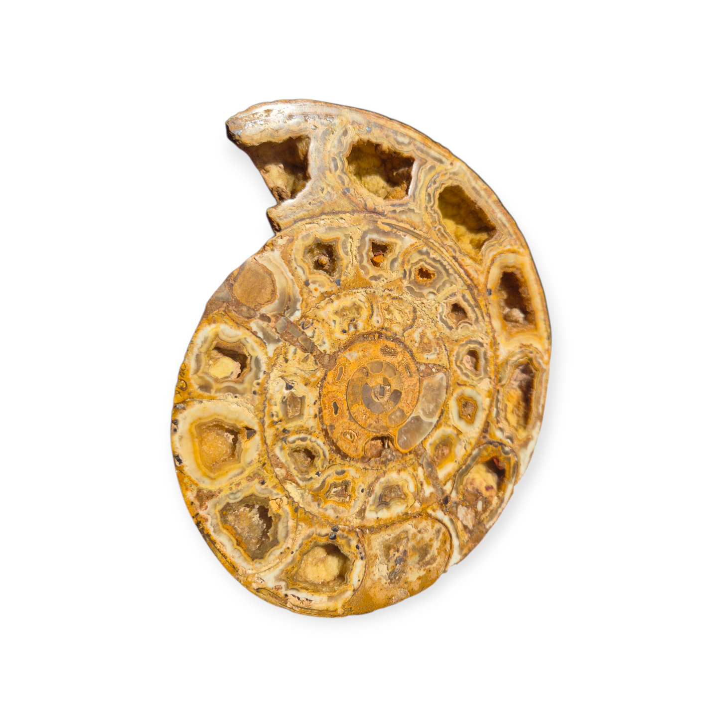 Crystals - Ammonite Fossil