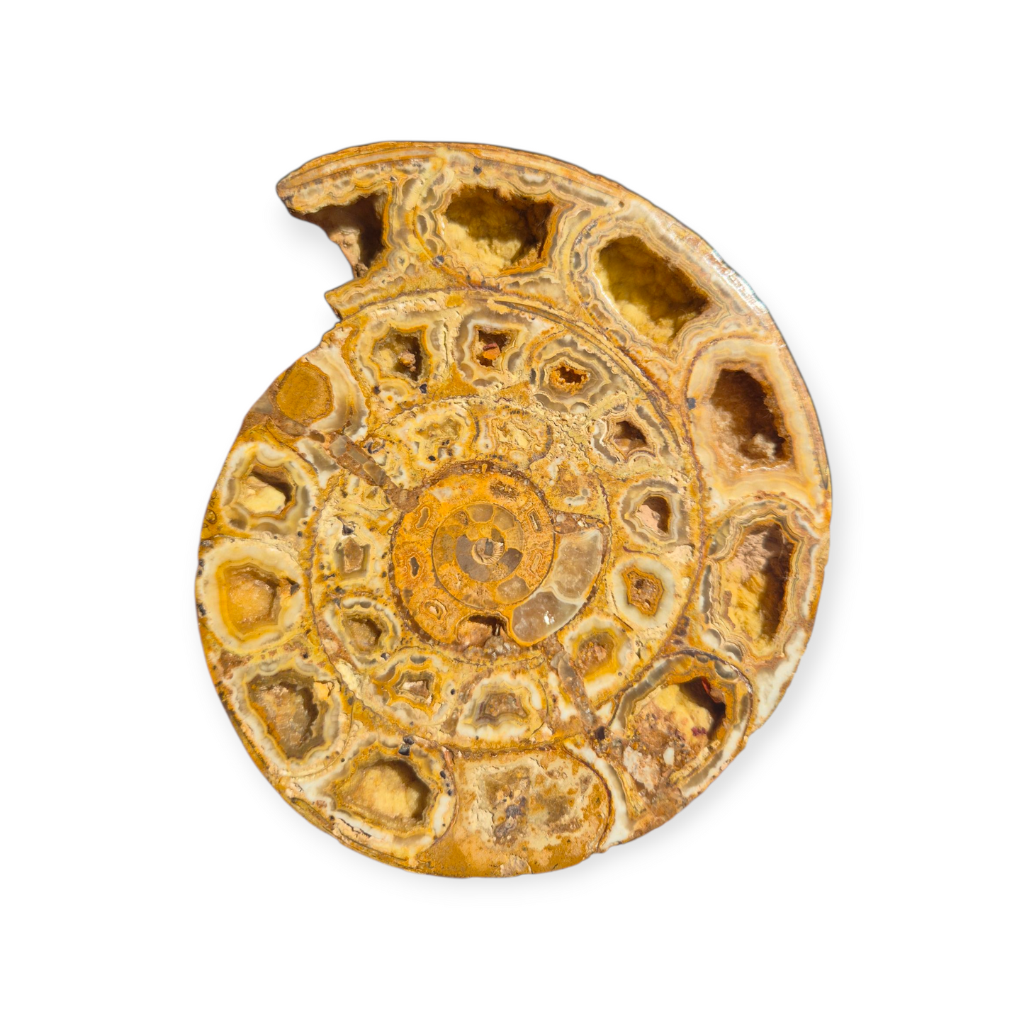 Crystals - Ammonite Fossil