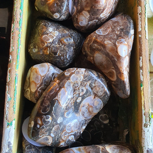 Crystals - Agate (Turritella) Tumbled Stone