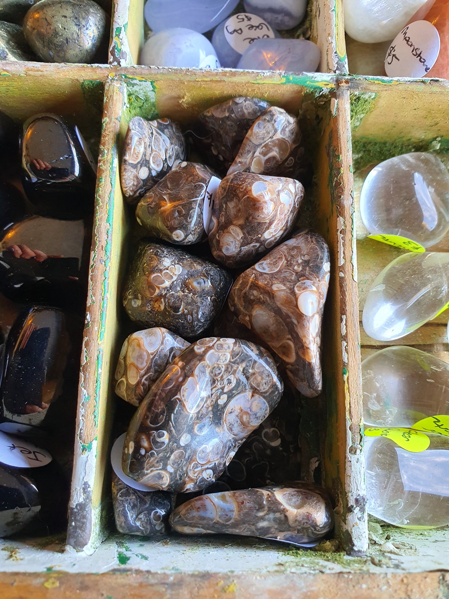 Crystals - Agate (Turritella) Tumbled Stone