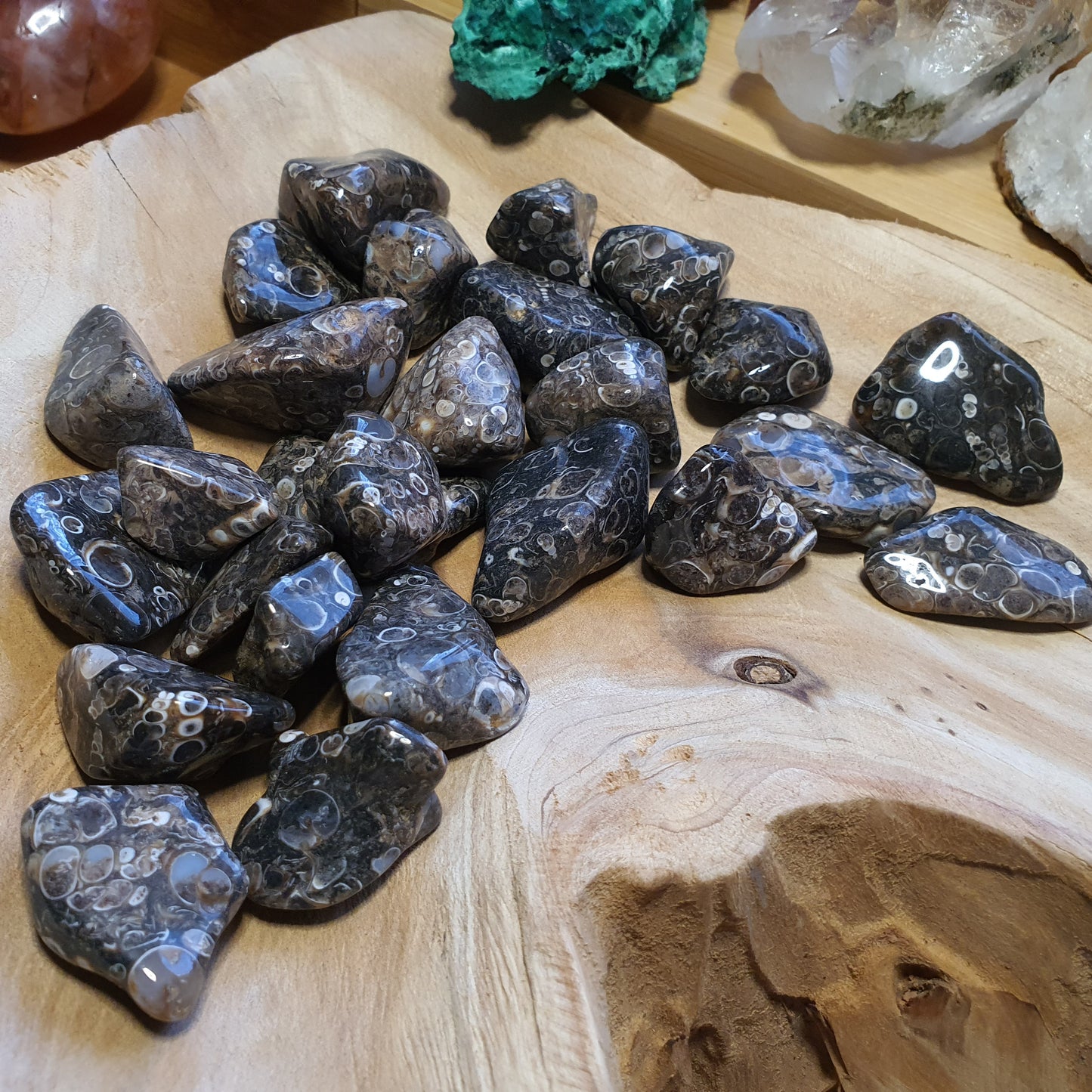 Crystals - Agate (Turritella) Tumbled Stone