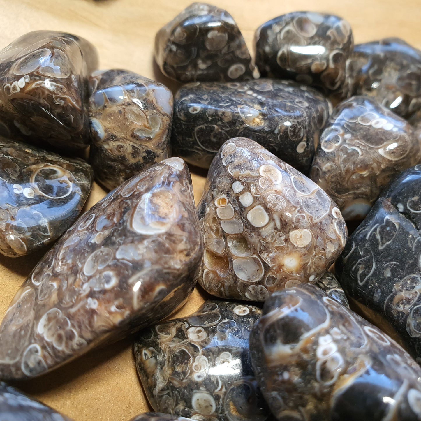 Crystals - Agate (Turritella) Tumbled Stone