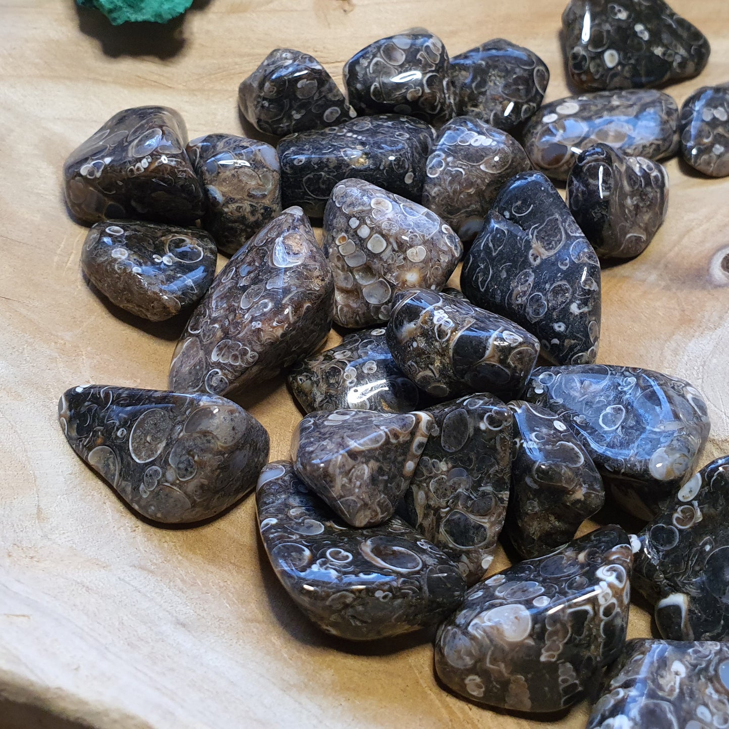 Crystals - Agate (Turritella) Tumbled Stone