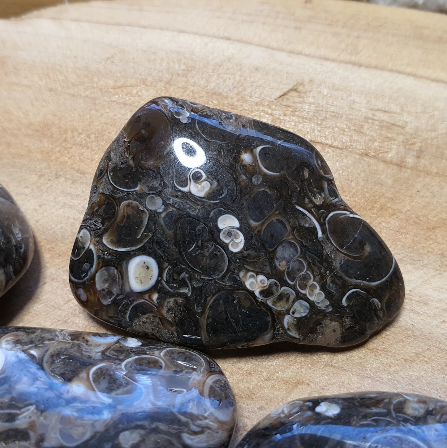 Crystals - Agate (Turritella) Tumbled Stone