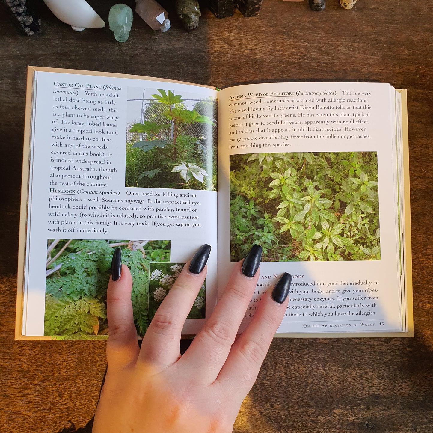 The Weed Forager's Handbook