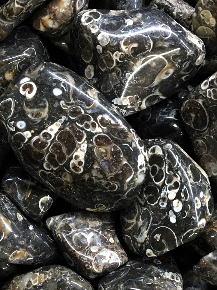 Crystals - Agate (Turritella) Tumbled Stone