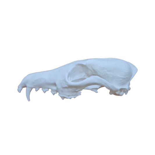 Skull - 3D Printed Fox - Med