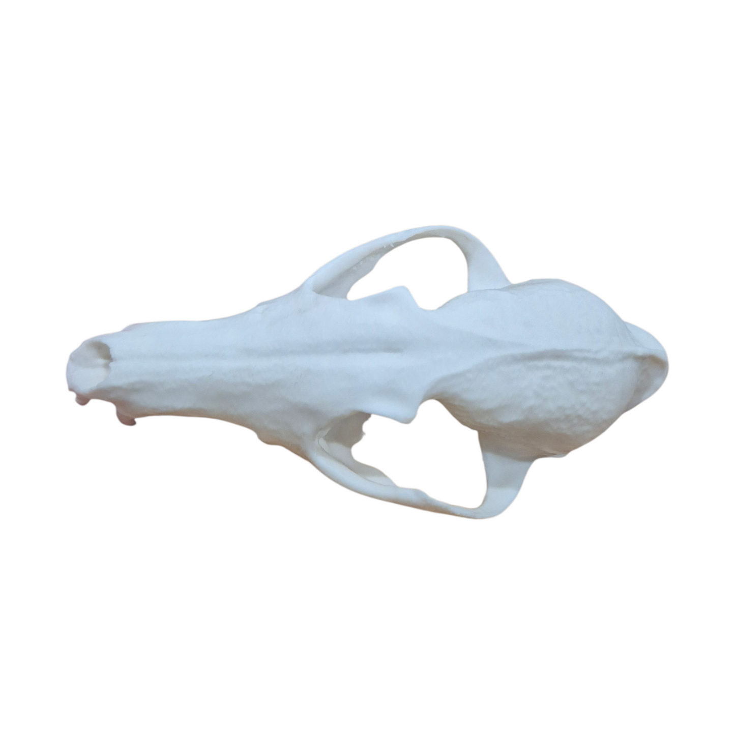 Skull - 3D Printed Fox - Med