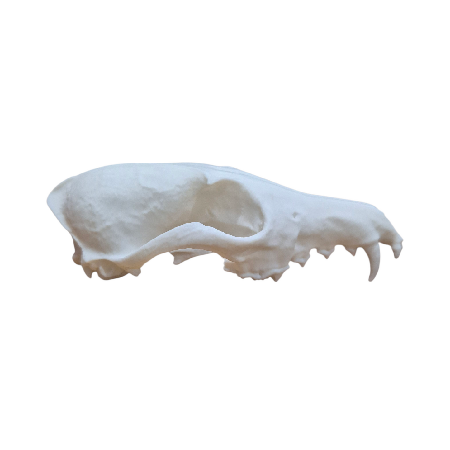 Skull - 3D Printed Fox - Med