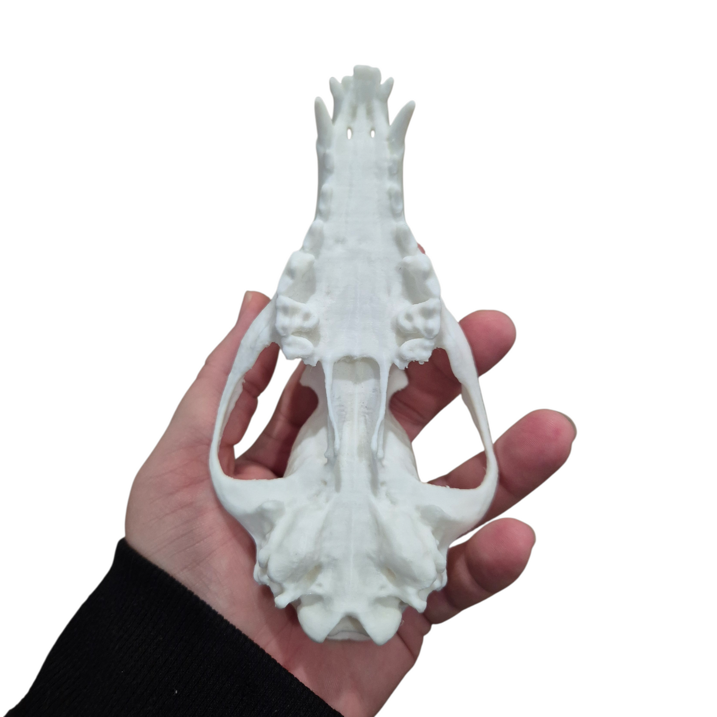 Skull - 3D Printed Fox - Lge