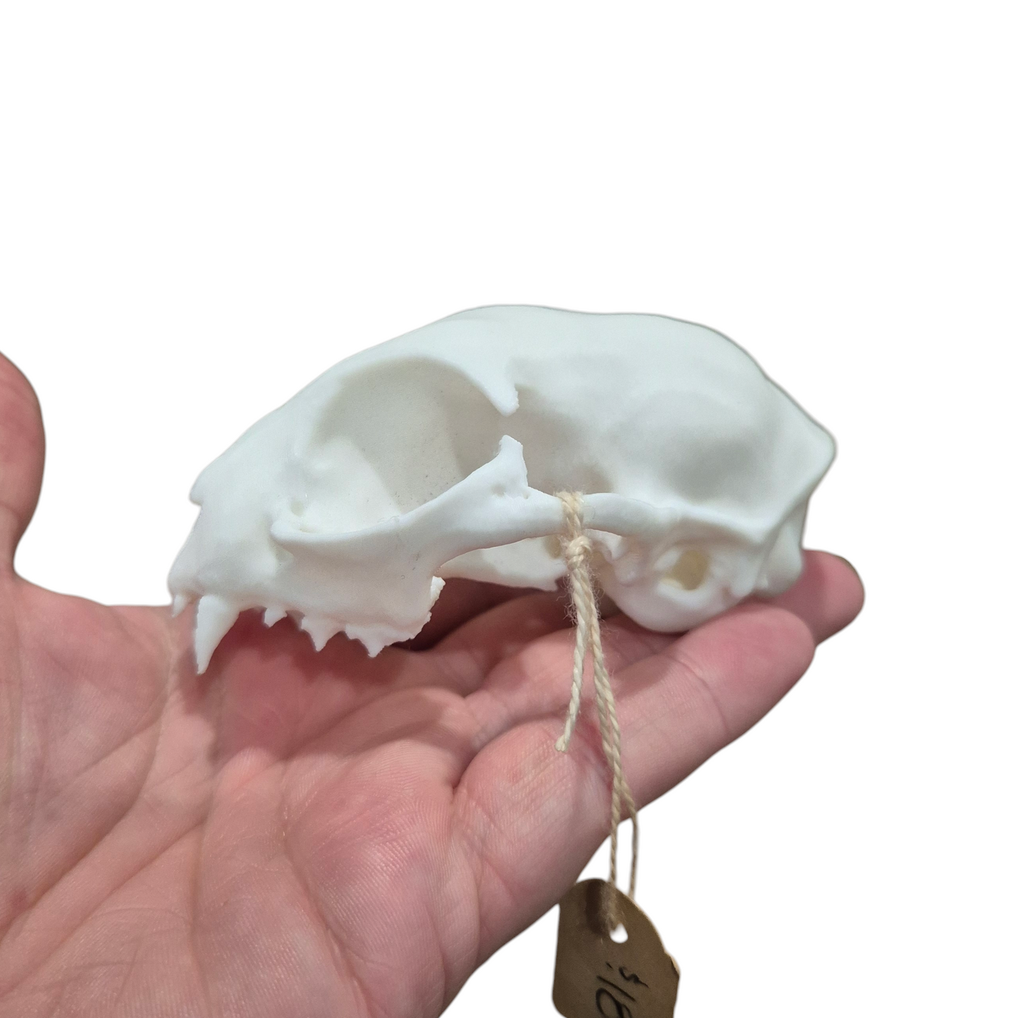 Skull - 3D Printed Cat - Large