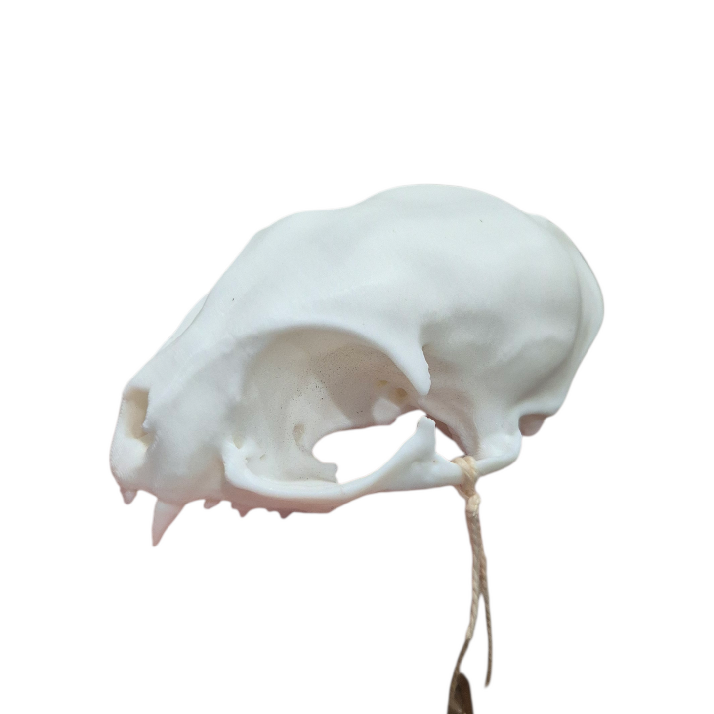 Skull - 3D Printed Cat - Large